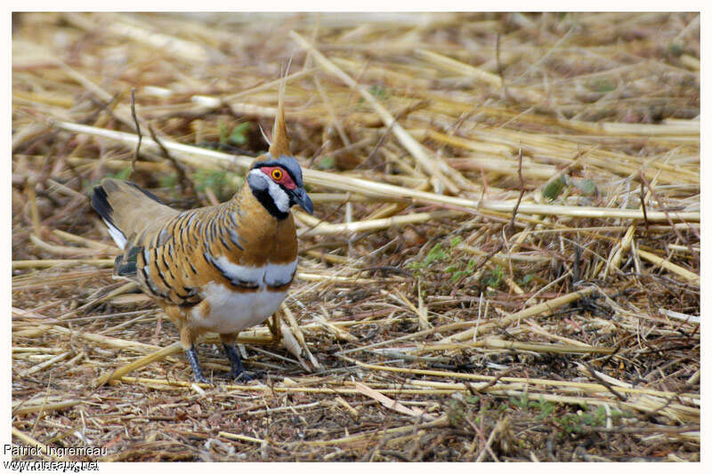 Spinifex Pigeonadult, Behaviour