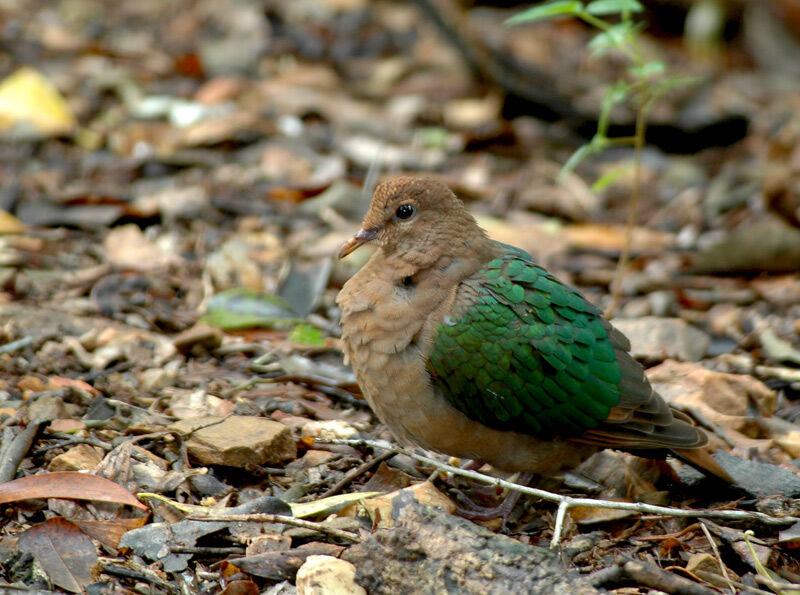 Common Emerald Dove