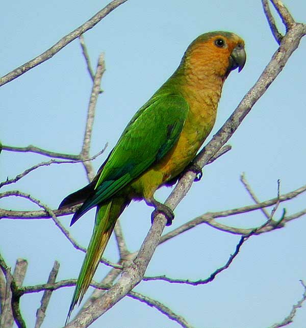 Brown-throated Parakeet