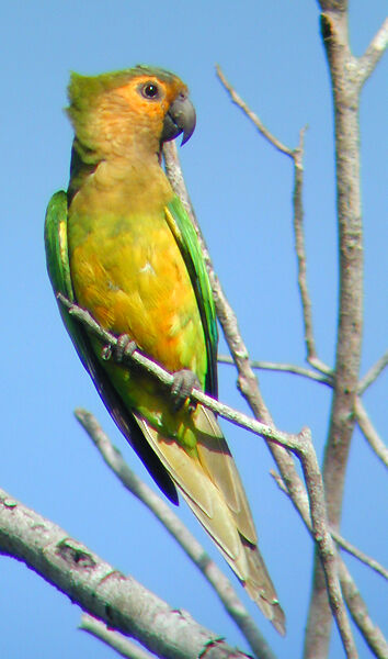 Brown-throated Parakeet