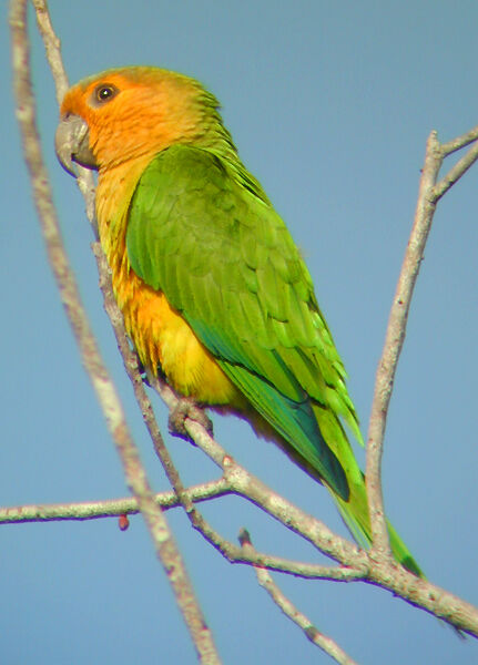 Brown-throated Parakeet