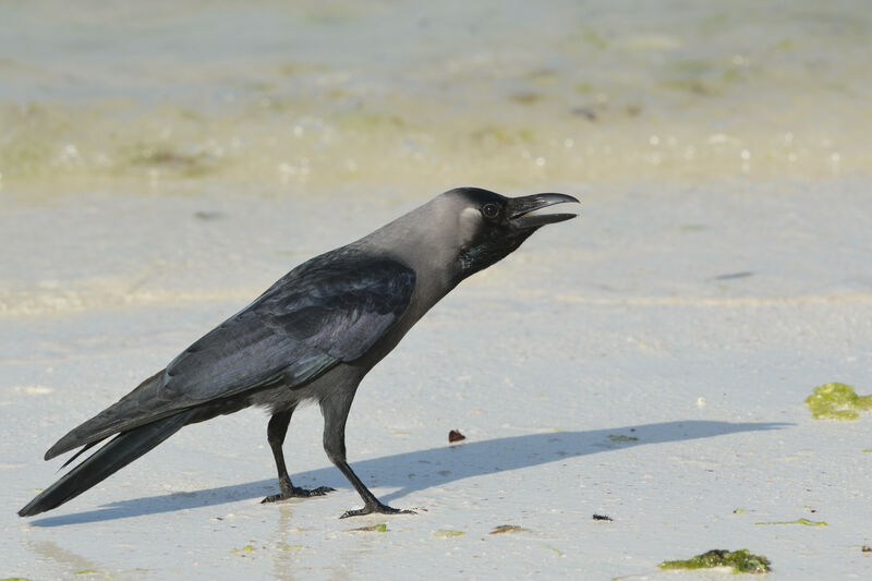 Corbeau familieradulte