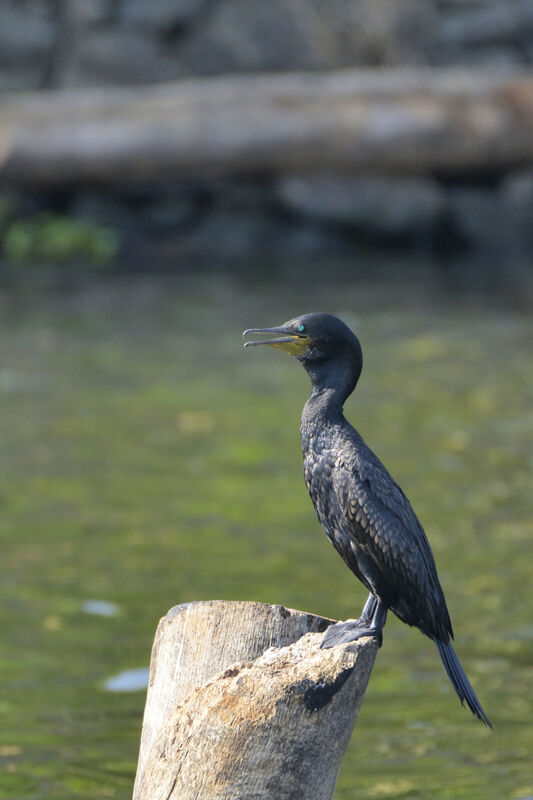 Cormoran à cou brunadulte nuptial