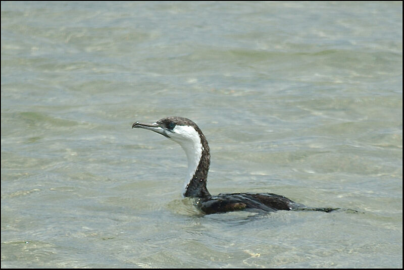 Black-faced Cormorant