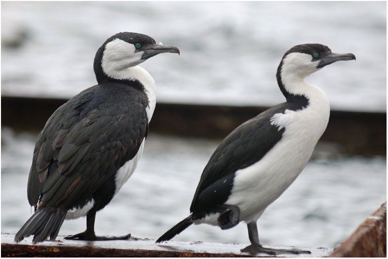 Cormoran de Tasmanieadulte