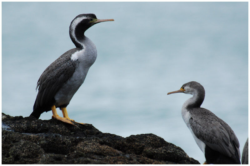 Cormoran mouchetéadulte