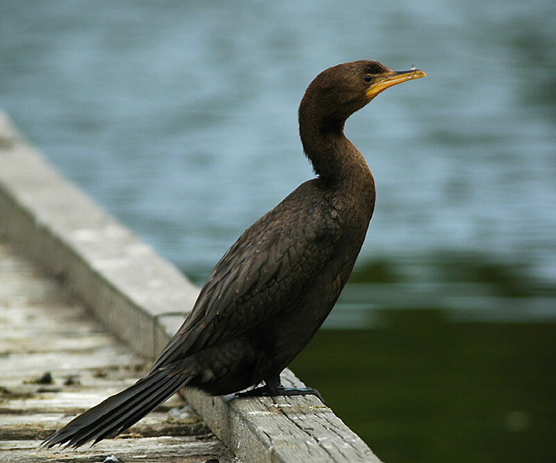 Little Pied Cormorant