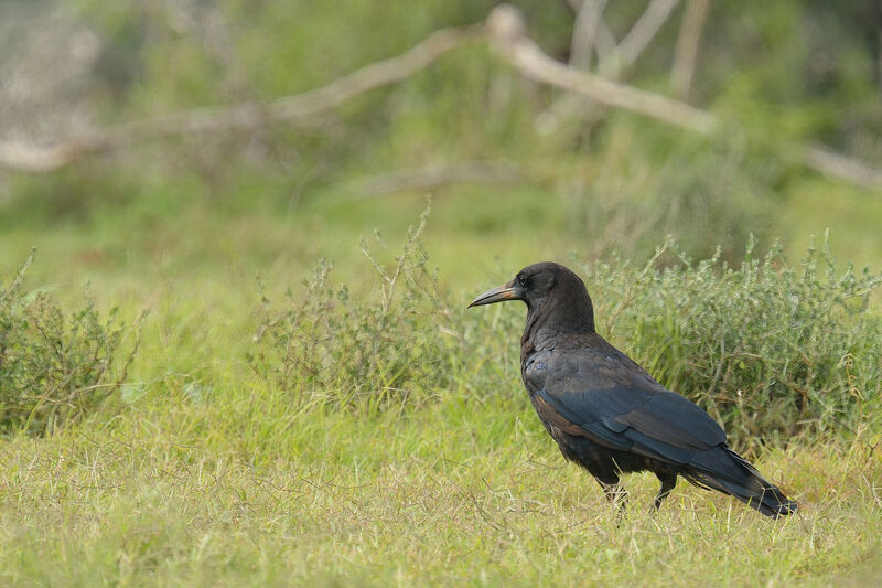 Cape Crowadult