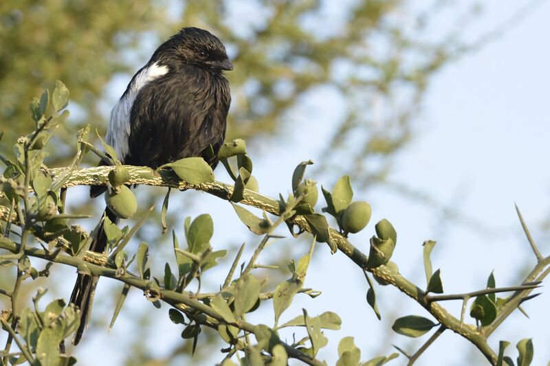 Magpie Shrikeimmature