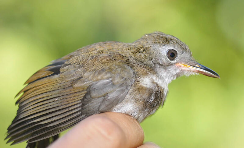 Ringed Antpipitimmature