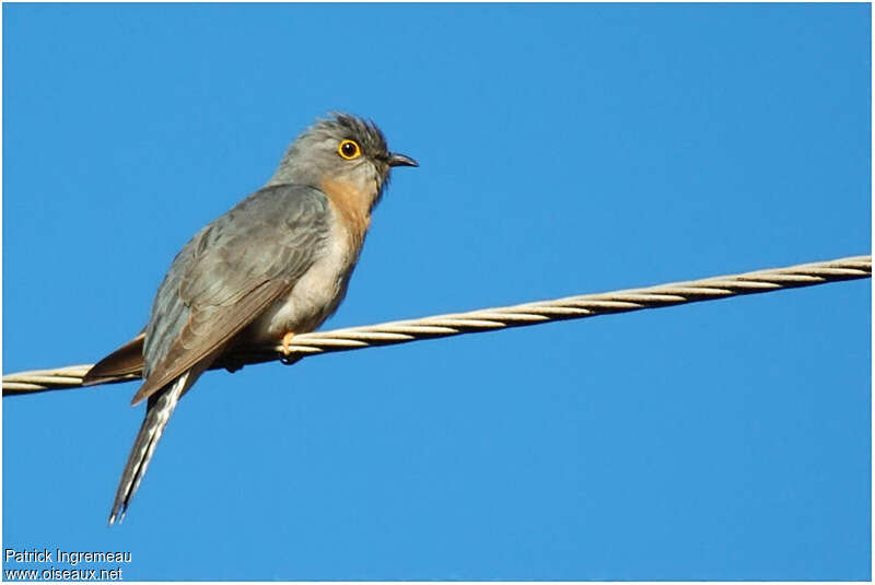 Fan-tailed Cuckooadult