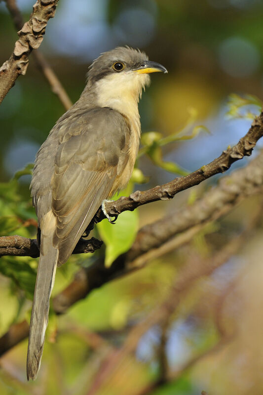 Mangrove Cuckooimmature