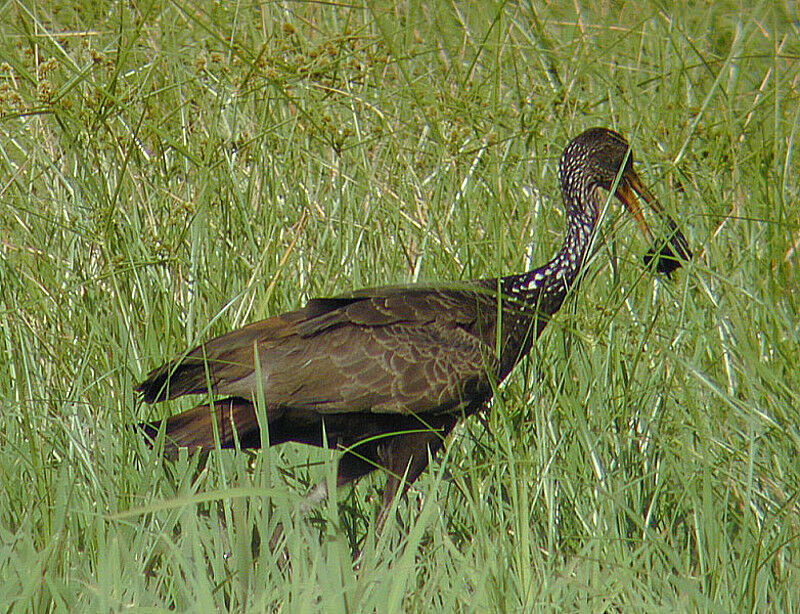 Limpkin