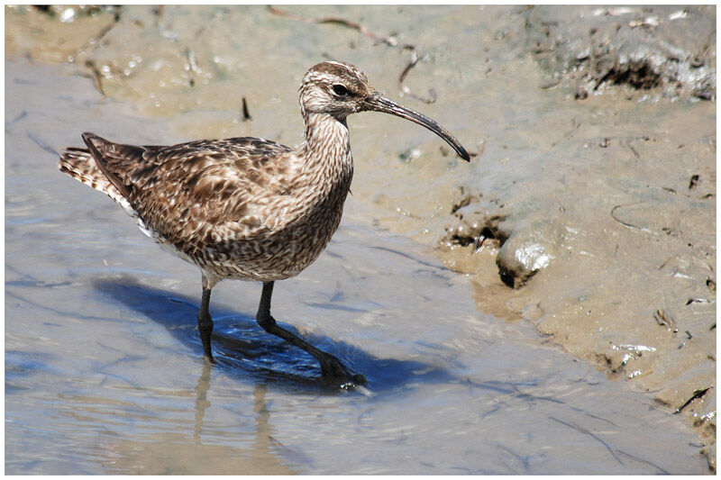 Eurasian Whimbreladult