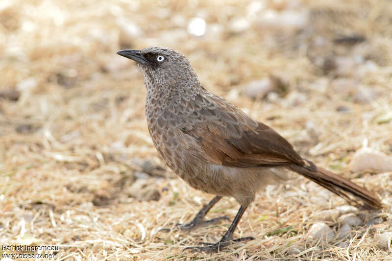 Cratérope de Sharpeadulte, identification