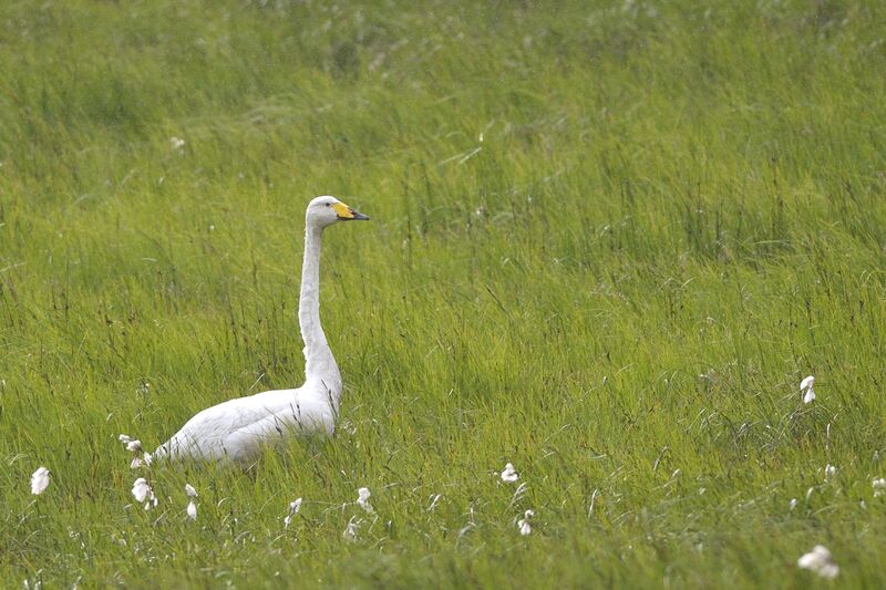 Cygne chanteur