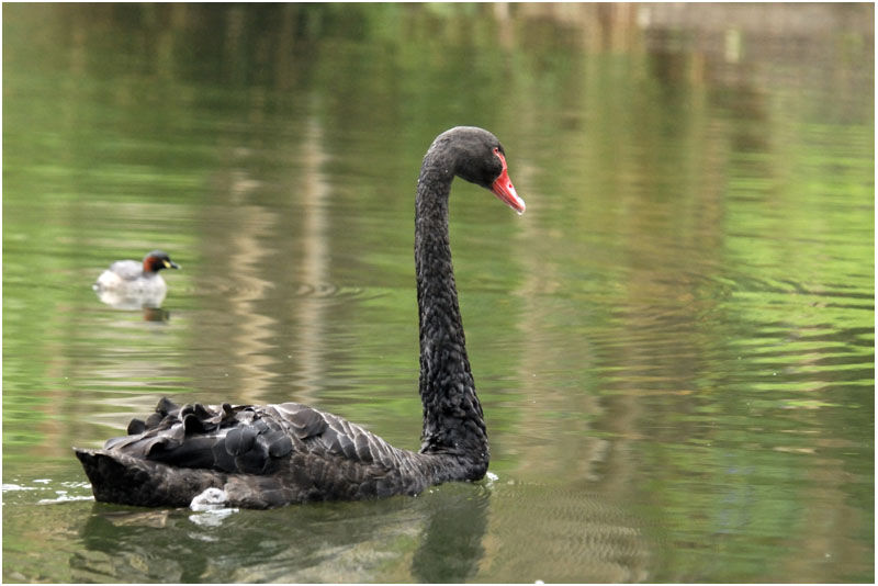 Black Swanadult