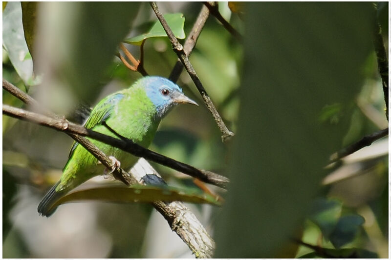 Blue Dacnis female adult