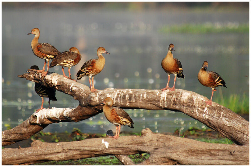 Plumed Whistling Duckadult