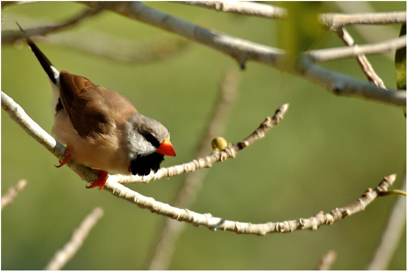 Long-tailed Finchadult