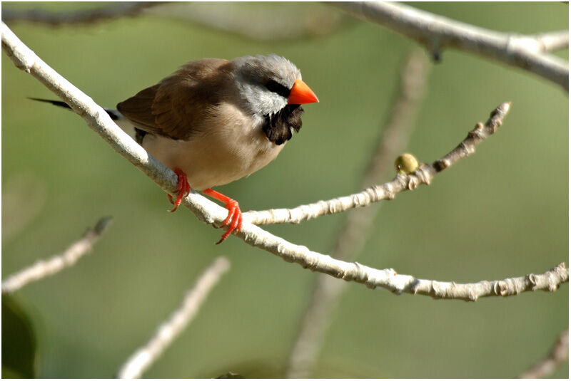 Long-tailed Finchadult