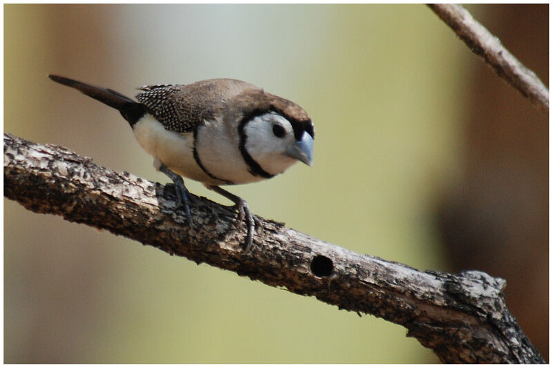 Double-barred Finchadult