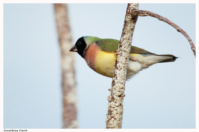 Diamant de Gould femelle adulte