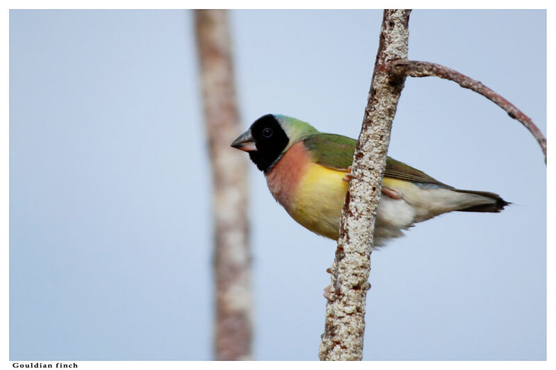 Gouldian Finch female adult