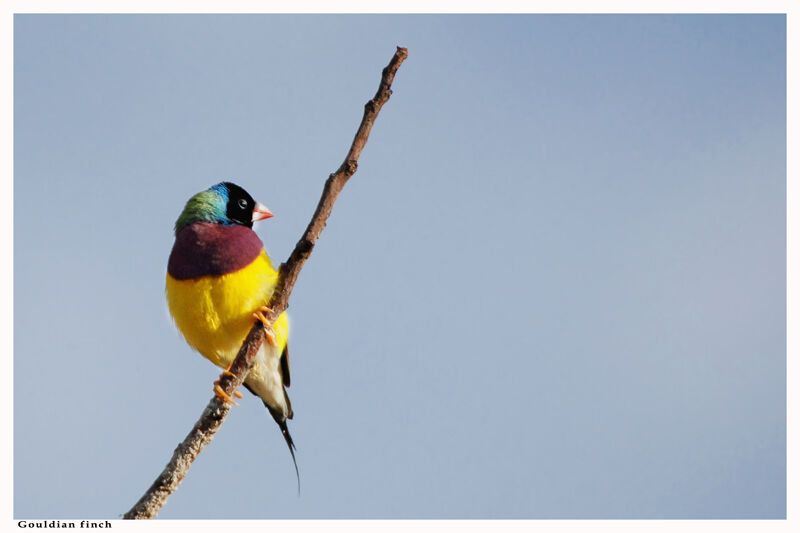 Gouldian Finch male adult, identification