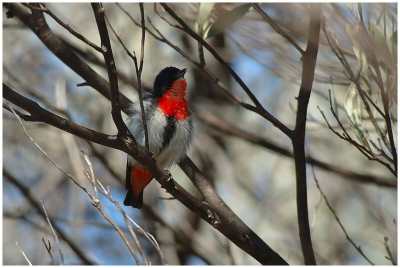 Mistletoebird