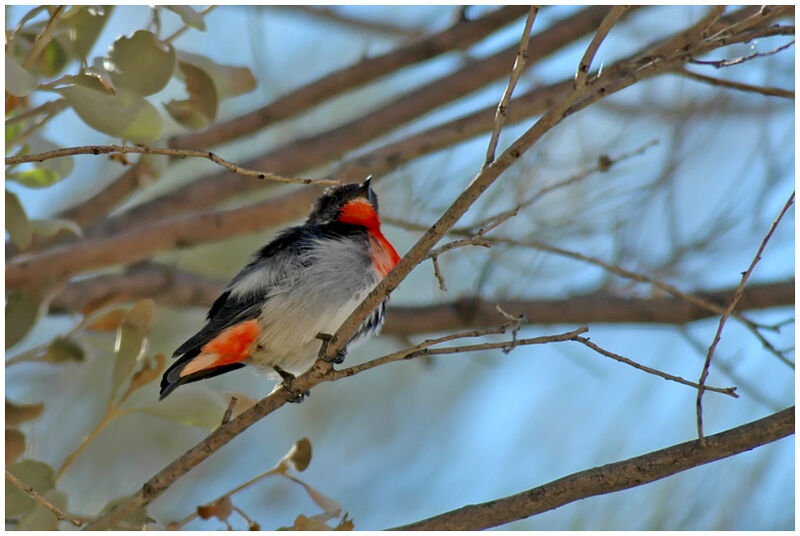 Mistletoebird