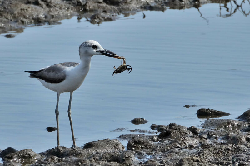 Crab-ploverimmature, feeding habits, eats