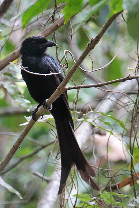 Mayotte Drongoadult