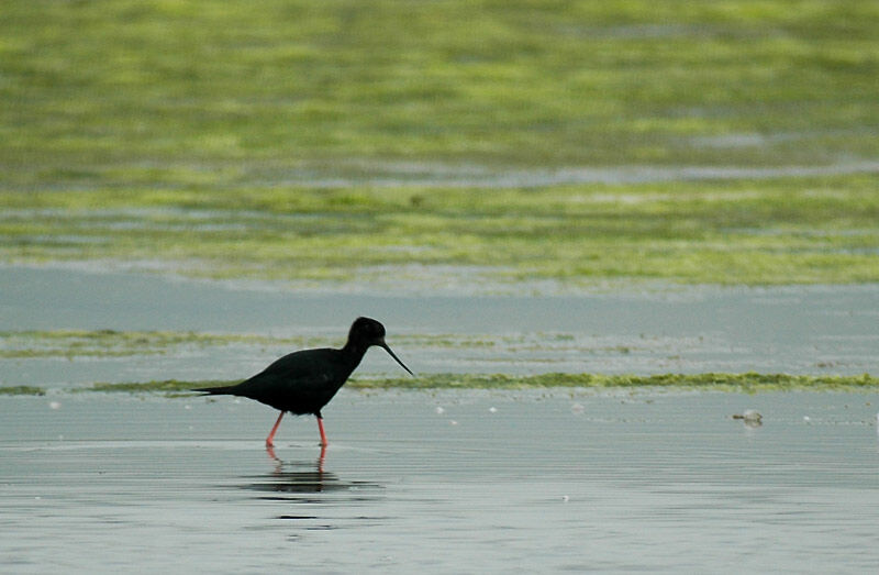 Black Stilt