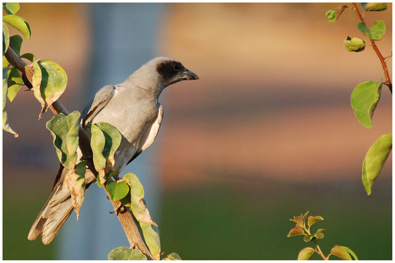 Black-faced Cuckooshrikeadult