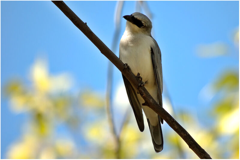 White-bellied Cuckooshrikeadult