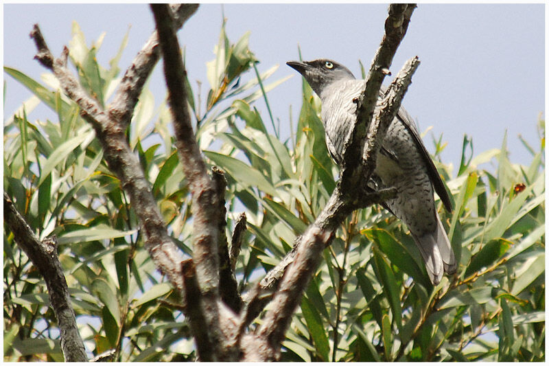 Barred Cuckooshrikeadult