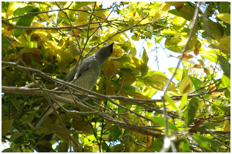 Barred Cuckooshrikeadult