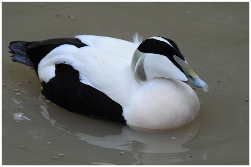 Common Eider male