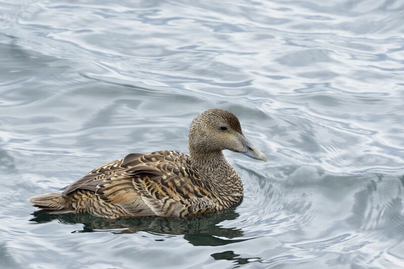 Eider à duvet femelle adulte