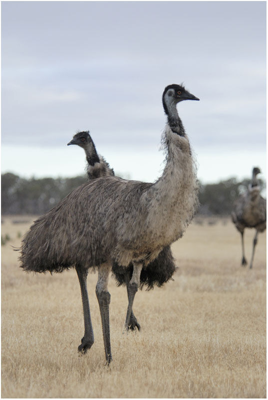 Émeu d'Australieadulte