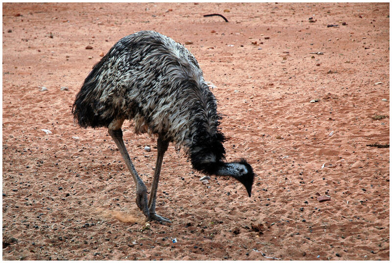 Emu