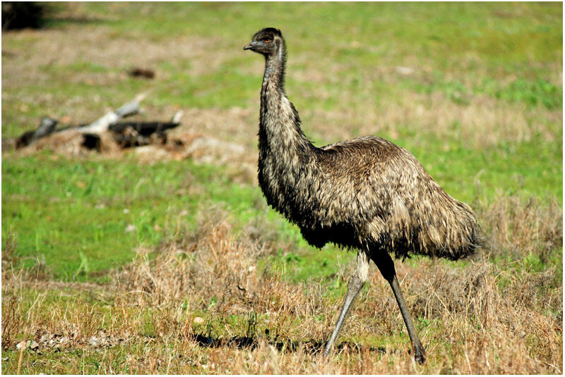 Emu female adult