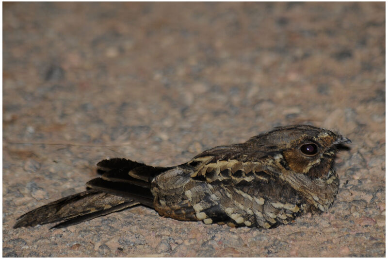 Pauraque female adult