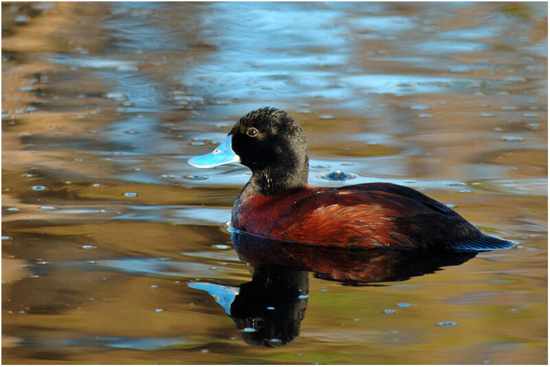 Blue-billed Duck male adult