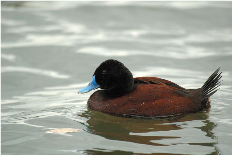 Blue-billed Duck male adult