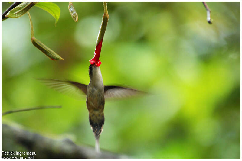 Straight-billed Hermitadult, Flight, eats