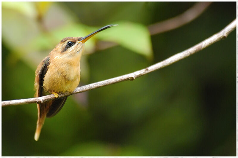 Reddish Hermitimmature