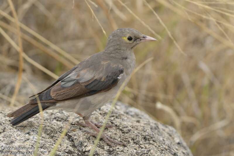 Wattled StarlingFirst year