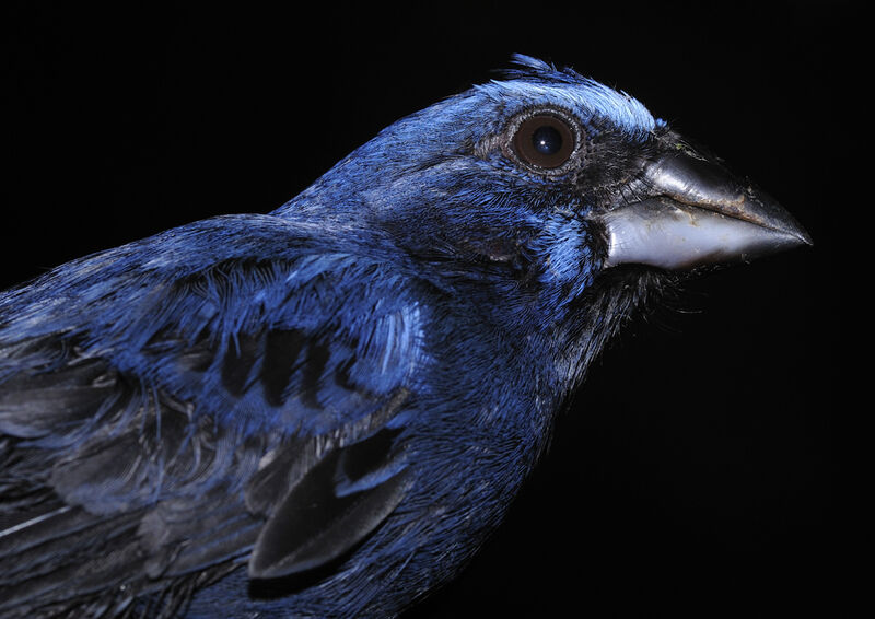 Blue-black Grosbeak male adult